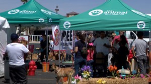 Arizona Charlie's Decatur hosts free microchipping event for pet owners