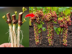 I Used Old Grape Cuttings and This Simple Method Grew Strong Grape Plants Faster Than Expected