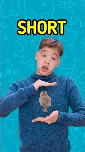 Playful Size Showdown: How Big is Your Favorite Animal?