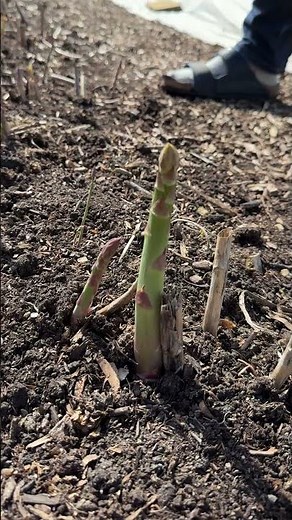 Early Asparagus | Seed vs Crowns – Which Grows Better? | No Dig