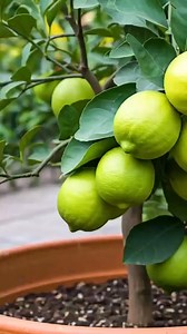 74K views · 1.1K reactions | You Won't Believe How Easy It Is to Grow Lemon Trees! #fruittrees #lemon | Nathan & Alsop | Facebook