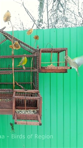 Forest canary // Birds region #birds #trap #catch