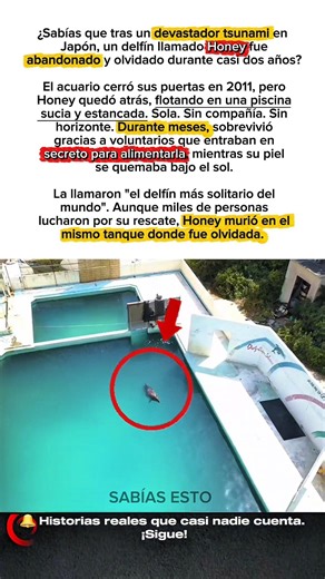 HONEY: EL DELFÍN MÁS SOLITARIO DEL MUNDO 🐬💔