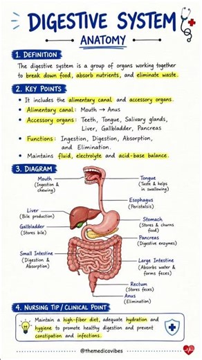 🩺 Digestive System Anatomy — Quick Nursing Notes 📚✨