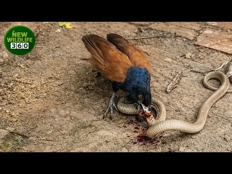 The Most Terrifying Battles Of Snakes And When They Choose The Wrong Opponent | animal attacks