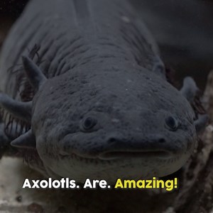 Axolotls. Are. Amazing! Get to know these watery weirdos here. 💧 | Mandai Wildlife Reserve