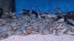 Pygmy cory feeding frenzy 🥰 cute little guys 🤍 | Pier Aquatics