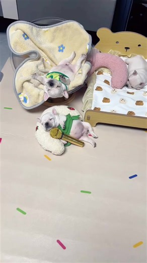 Adorable Puppy Snoring Sound While Asleep
