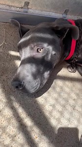 65K views · 273 reactions | Slate was turned into animal control as a...