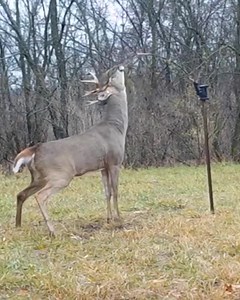 966K views · 55K reactions | Set up the ScrapeStick in minutes, and watch bucks come to you. Perfect mock scrapes, every time. | ScrapeFix | Facebook