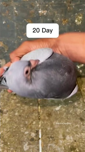 Watch This Tiny Pigeon Transform Day by Day (1–20)! 🔥