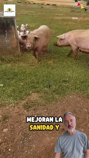 La crianza mas ética y natural para la porcicultura moderna🐖🐷🐷#agro #farming #farm #granja #animales