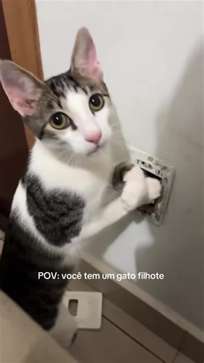 Catsofinstagram on Instagram: "The cutest and funniest cat moments ever! 😻🐾 Watch adorable kittens, playful cats, silly reactions, zoomies, meows, cuddles and the cutest cat behavior that will melt your heart. If you love cats, this short video is made for you! Subscribe for daily cute cat videos, funny cat fails, kitten cuteness, and the best cat moments on YouTube. ❤️🐱 Enjoy the cutest purrs, jumps, reactions, and wholesomeness! --- 🔥 A TO Z CAT KEYWORDS (FULL LIST — COPY & PASTE) cat, cat