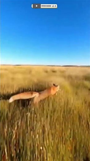 Through the Golden Grass: Dog vs. Fox Pursuit