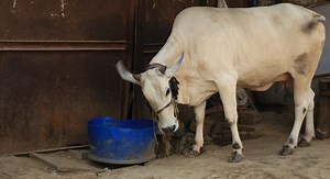 Cow vigilantism a law & order issue that states must tackle, says Supreme Court
