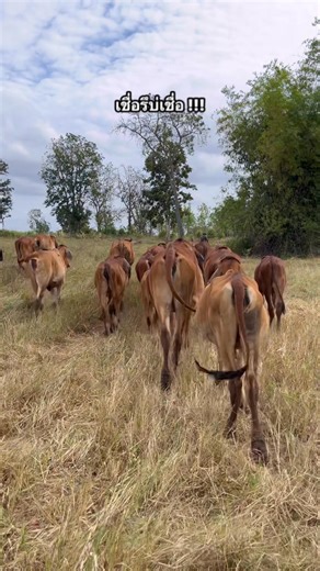 227K views · 4.5K reactions | อยู่กับงัวมันบ่โก้ คืออยุ่ในวงเหล้าดอก !!! #ครีเอเตอร์ดิจิทัล #เปิดค่าการมองเห็น #reelsviralシfb @ไฮไลท์ 華☘️ | Bow Botan Kusanthia | Facebook