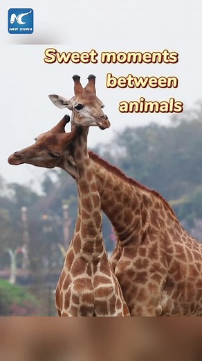 How Animals Show Love: Heartwarming Moments