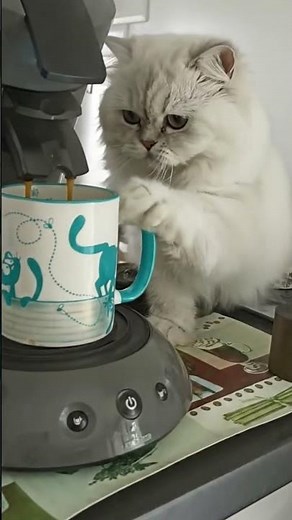 Cat Grabs Coffee Mug and Starts Drinking | Funny Kitchen Moment