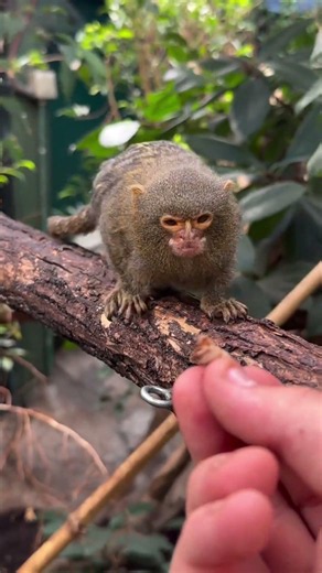 Why Marmoset Monkeys Don't Make Good Pets? #shorts #ayushxyz