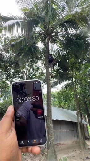 Amazing Coconut Tree Climbing Skills | Harvest in Seconds!