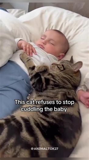 Heartwarming Animal Affection Moments