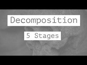 5 Stages of Decomposition