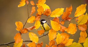 Découvrez pourquoi les mésanges ne viennent plus dans votre jardin !