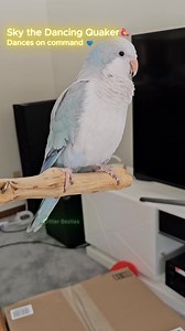 176K views · 246 reactions | Sky the Dancing Quaker doesn’t even need music 列 Watch his little “steps” when I ask him to dance, and then his “Enough!” at the end  Follow Critter Besties for more parrot reels and Sky Dance videos  #quakerparrot #parrotreels #dancingparrot #petparrot #quakerlove #birdreels #critterbesties | Harold Chua | Facebook