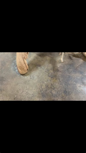 Layout a juniper log base for a custom buckeye burl coffee table! #rusticdecor #naturalwood | Littlebranch Farm