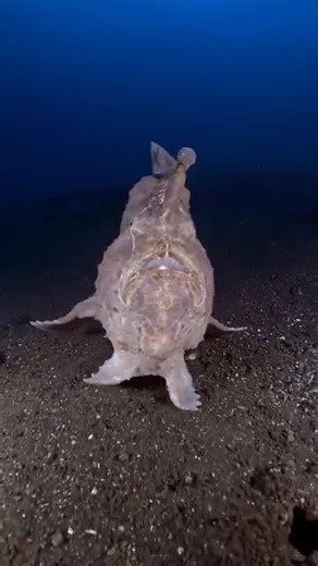 Only One | Round, lumpy body covered in textured skin that mimics sponges and coral. A mouth so massive it can inhale prey in a split second. Modified... | Instagram