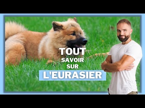 Eurasier dog breed: temperament, training, behavior, health of this breed...