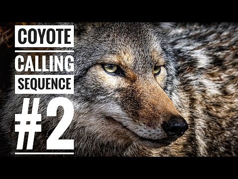 Coyote Calling Sequence #2 2025 //Free//