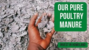 15 reactions | ORGANIC CHICKEN BROILERS. Today's Programme: Cleaning of the pen Feeding Our birds Passing their waters Passing their organic medications Giving out poultry tips We have pure poultry manure( in case you need them) Others INVEST IN HOMELAND | Homeland Initiatives | Facebook