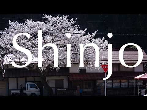 【保存版】新庄村の桜…春に絶対行くべき穴場スポット🌸Cherry Blossom