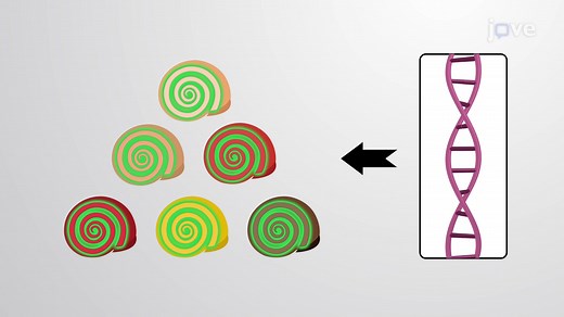 Video: Chirality in Nature