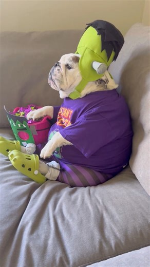 When Susan tries to take my candy....😳🧟‍♂️ Her face says it all 😂 | Eggnogthebulldog