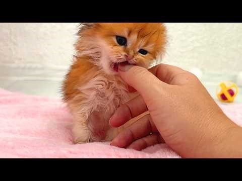 Proof That Even the Smallest Kittens Can Be Absolute Trouble