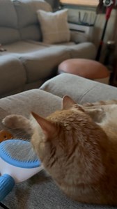The automatic cat grooming brush is working perfectly! | Gene Curtis