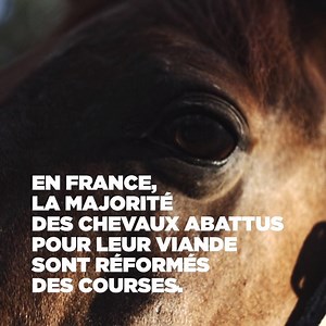 ATTENDRE LA MORT • Voici Onyx, un cheval réformé des courses. Après des années d'exploitation, il est arrivé à épuisement. Aujourd'hui, il n'est plus assez performant sur les champs de course et se retrouve dans le couloir de la mort. Onyx n'est pas un cas isolé: comme lui, la majorité des chevaux abattus pour leur viande en France sont issus des hippodromes. De quel droit leur infligeons-nous cela? Pour lui et pour tous les autres animaux qui se trouvent à sa place aujourd'hui, agissons 👉 bit.