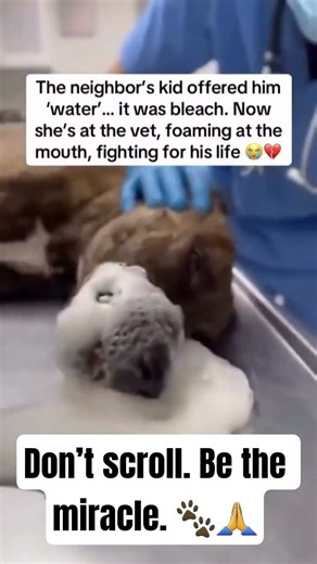 #dogs #dog #dogrescue #rescuedog #doglover #dogsoftheworld #viral #shorts #youtubeshorts #trending