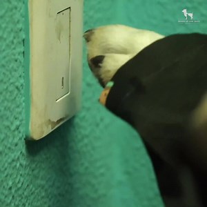 574 reactions · 23 shares | We are delivering food, treats and grooming products. As long as we're here, you will never run out of pet supplies. Add to cart now! | Heads Up For Tails | Facebook