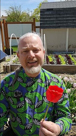 Tulips for easy spring color! #gardening