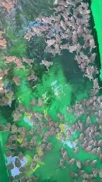 #frogs 🐸 #animal #nature #wildlife