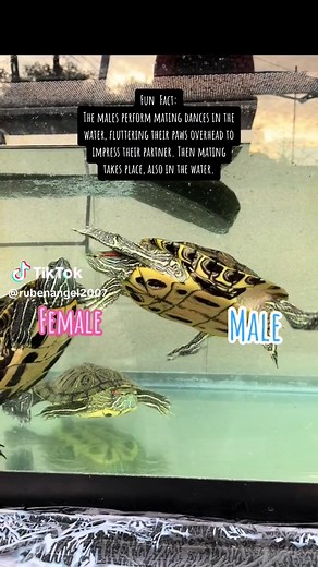 My Red-eared Sliders. 🐢💚#turtles5yrsold #mateseason #adayinthelife #redearedslider #turtlelover #turtlelife #funfact #fyp