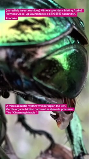 [Incredible Insect Archives] Mimela splendens Mating Audio? Flawless Close-up Sound #Beetle #昆虫図鑑