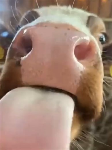 AI-Powered Cow Licks: Comedic Farm Moments