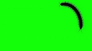 Centipede On Green Screen Cg Animated Stock Footage Video (100% Royalty-free) 18104917 | Shutterstock