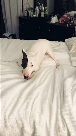 Bull Terrier Puppy Zoomies