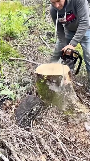 The man made a chair from a tree stump 😜 #shortvideo #trendingshorts