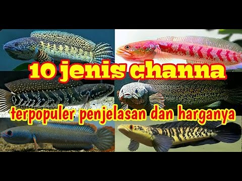 10 JENIS IKAN CHANNA DAN HARGANYA 2025